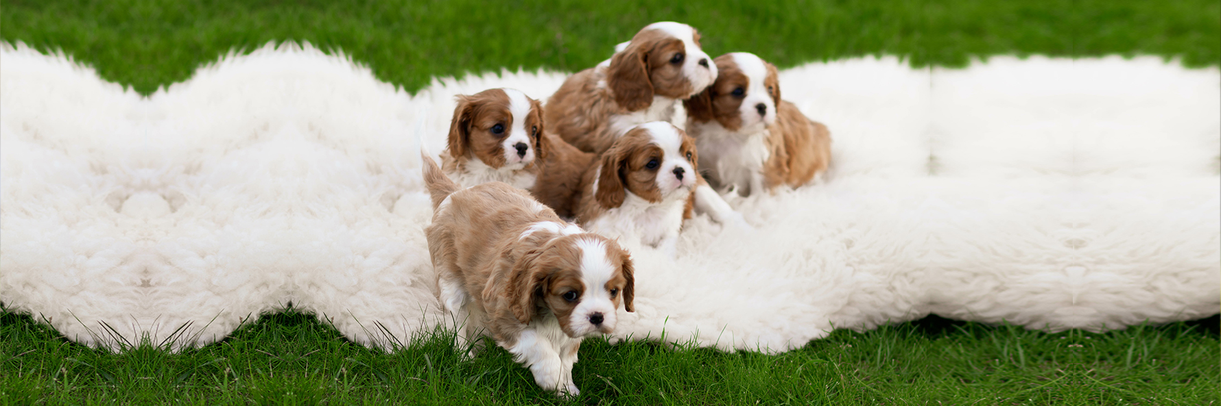 Christ,Yoder, dog, breeder, dog, show, ribbons, info, information, reviews, history, myerstown, pa, official, home, page, homepage, Christ-Yoder. dog-breeder, puppies, for, sale, kennel, kennels, mini, poodle, matlese, maltipoo, puppy, puppies, mill, puppymill, show, handler, aca, ica, pennsylvania
